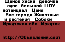 Щенок хаски, девочка супе, большой ШОУ потенциал › Цена ­ 50 000 - Все города Животные и растения » Собаки   . Иркутская обл.,Иркутск г.